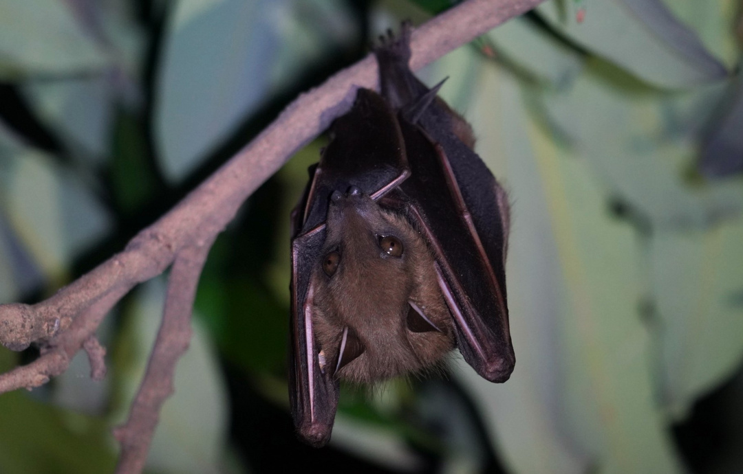 Taiwan's bats | Formosan Golden Bat's Home
